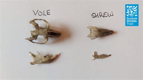 Owl Pellets Bones