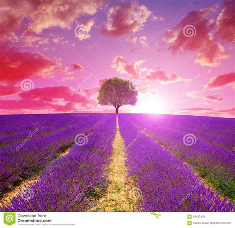 Lavender Fields In Provence At Sunset Stock Photo Image
