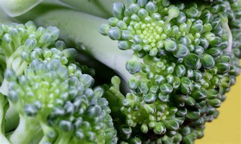 Broccoli Companion Plants To Consider Epic Gardening