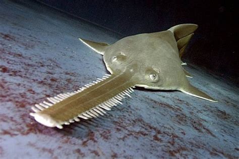 Sawfish Aka Carpenter Sharks Deepwater Horizon Oil Spill Vampire