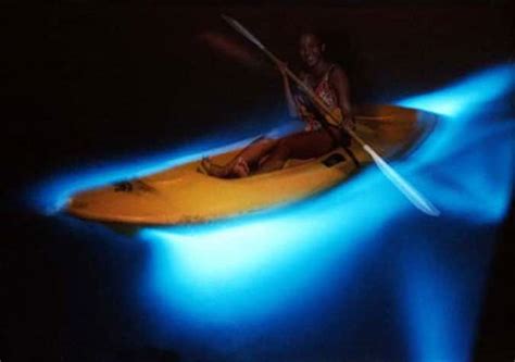 Glistening Waters Luminous Lagoon In Falmouth Things To Do In Jamaica