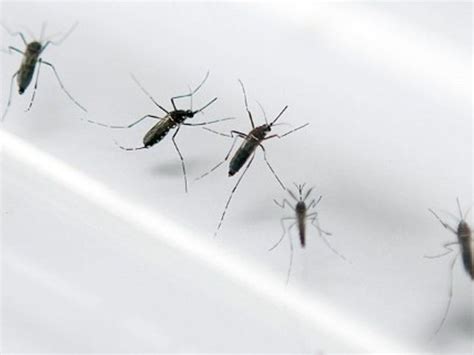 cómo ganar la batalla a los mosquitos con métodos caseros el diario 24