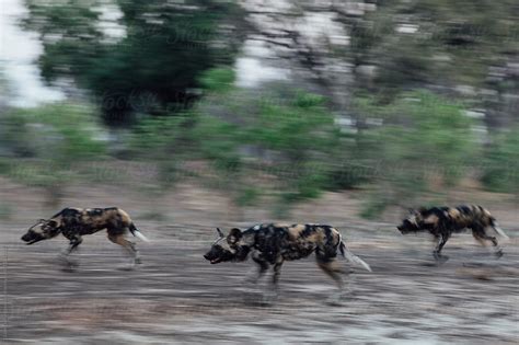 African Wild Dogs Hunting By Stocksy Contributor Diane