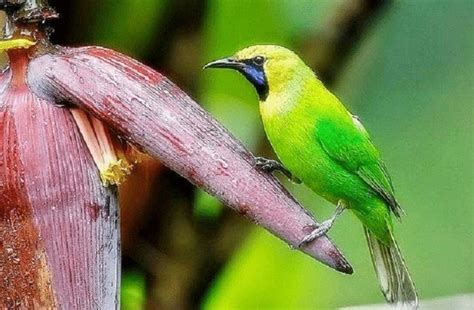 Burung cucak rante atau terkadang juga disebut sebagai cucak ranting merupakan burung dengan tampilan yang mirip seperti cucak ijo. Cara Merawat Burung Cucak Ranting Supaya Gacor | Burung ...