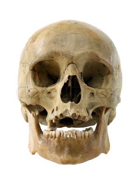 Human Skull Stock Photo Colourbox