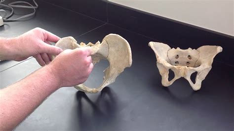 Vampires and ghosts don't really exist, but skeletons sure do! Male vs Female Pelvis - YouTube