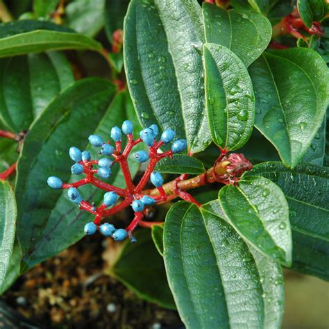 Viburnum Davidii