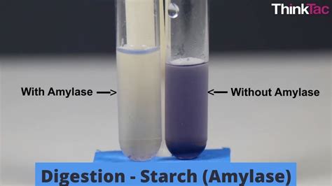 Digestion Starch Amylase Class 10 Experiential Activity Youtube
