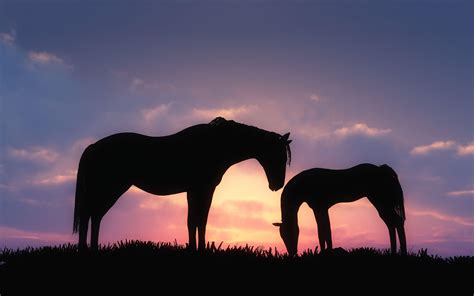 Horse Silhouette Wallpapers Wallpaper Cave