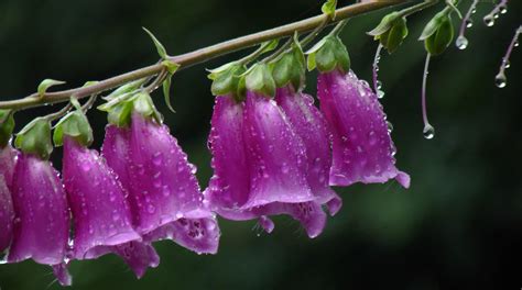 1920x1080 Resolution Pink Foxglove Flower With Dewdrops Hd Wallpaper