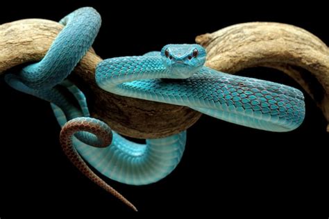 Premium Photo High Venomous Snake Blue Viper Snake Closeup On Branch
