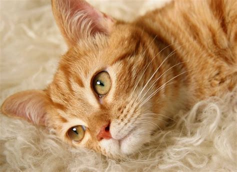 Cats exposed to allergens may develop allergies or allergic reactions. Forget your allergy woes and get a hypoallergenic cat for ...