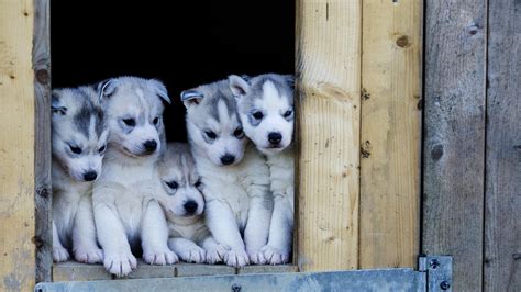 Cute Husky Puppies 1920 X 1080 Hdtv 1080p Wallpaper