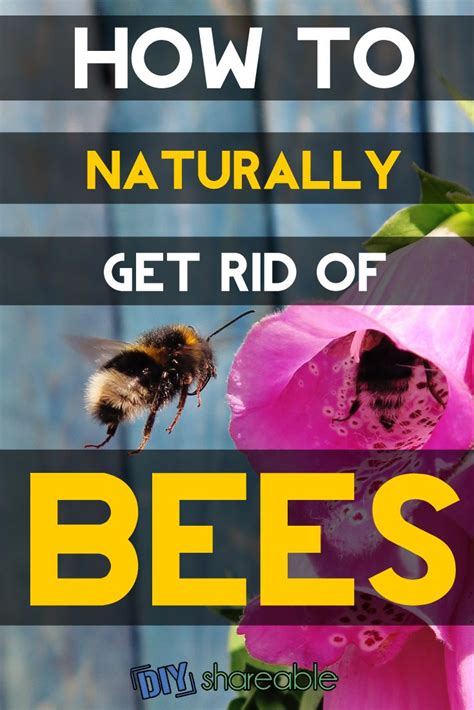 When you've finished a container of an insecticide. How To Get Rid of Bees Naturally & Carefully (With images) | Getting rid of bees, Bee repellent ...