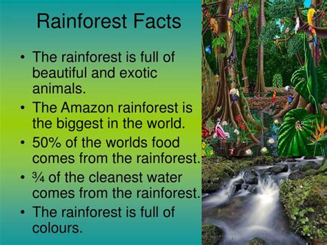 Facts About Rainforests For Kids