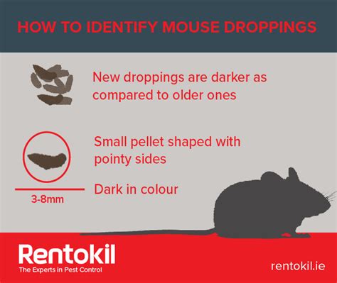 How To Identify And Get Rid Of Mouse Droppings Rentokil Pest Control