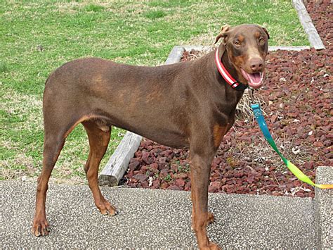You can browse thru list of doberman pinscher breeders or consider adopting doberman pinscher dog. Doberman Pinscher Breeder & Puppies for Sale in Ohio ...