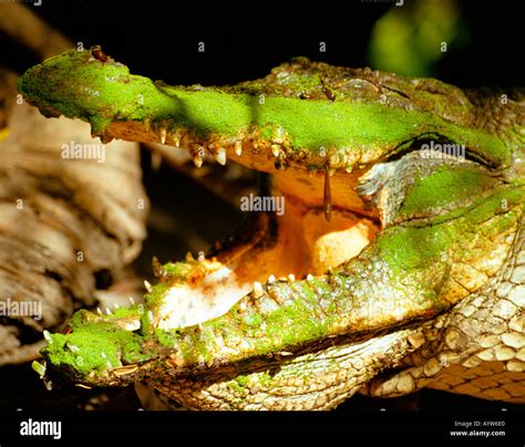 Leech Mouth Hi Res Stock Photography And Images Alamy