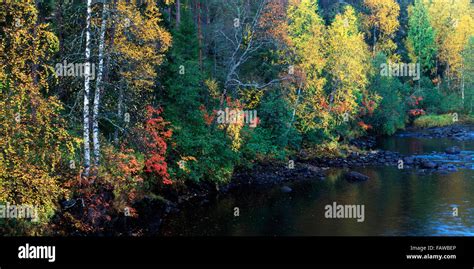 Autumn Trees In Oulanka National Park Kuusamo Finland Stock Photo Alamy