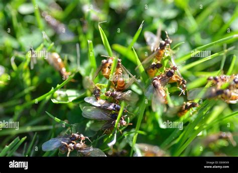 Macro Shot Of Flying Ants Swarming In Grass Stock Photo Alamy