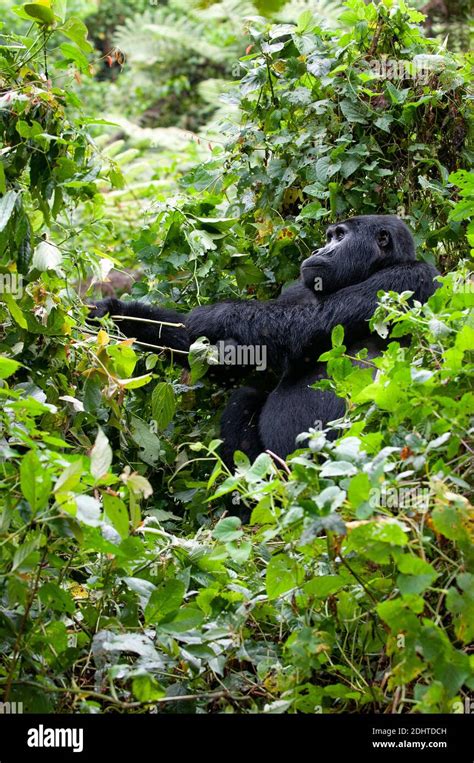 Mountain Gorilla Gorilla Berengei Berengei From Bwindi Impenetrable