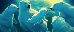 - The Polar Bears Movie | Clios