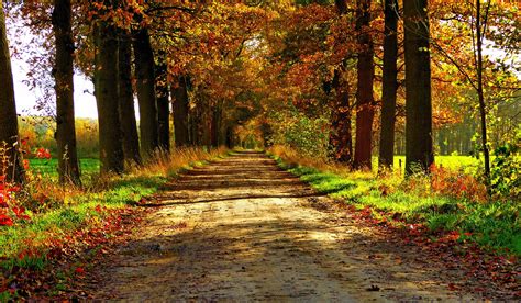 Autumn Nature Forest Path Park Colorful Leaves Trees Road Wallpaper