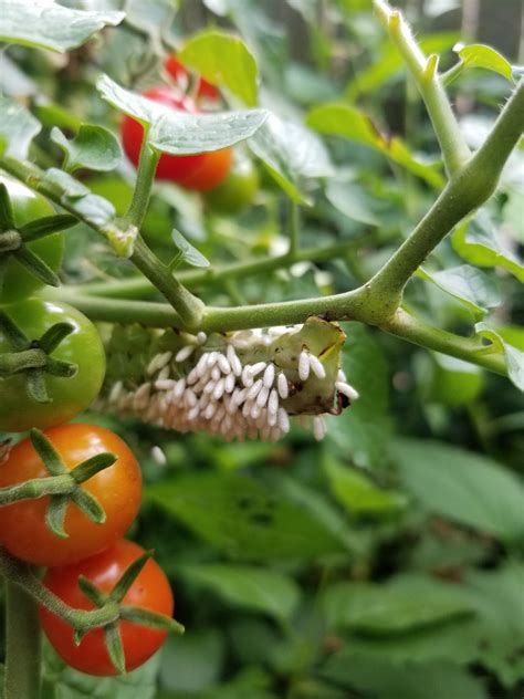 Braconid Wasps Cocooned On A Hornworm In My Tomato Plant Rnatureismetal