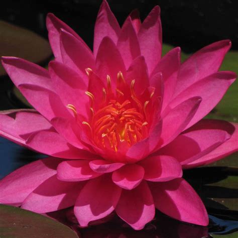 Mayla Pink Hardy Water Lily The Pond Guy