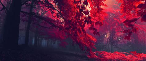 Download Red Leafed Trees Ultra Wide Photography Nature 2k Wallpaper