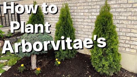 How To Plant Arborvitae Trees Youtube