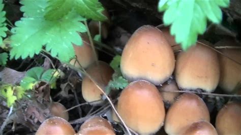 Early Spring Edible Mushrooms Of Pennsylvania Edible Mushrooms