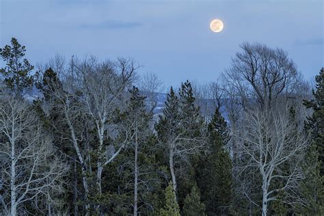 Full Moon Over Trees At Dusk Photograph By Belinda Greb Pixels
