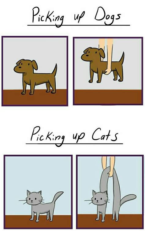 Picking Up Dogs Vs Picking Up Cats Cat Vs Dog Cat Jokes Funny