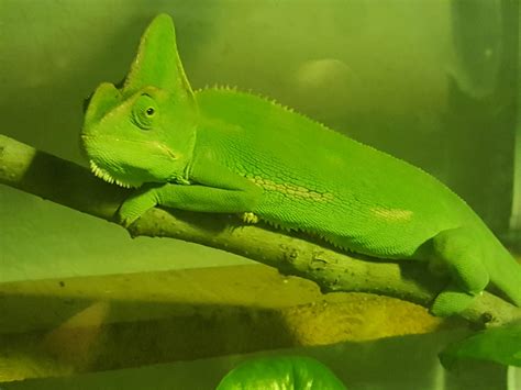 My new veiled chameleon. Rescued from a long stay at the local PetSmart