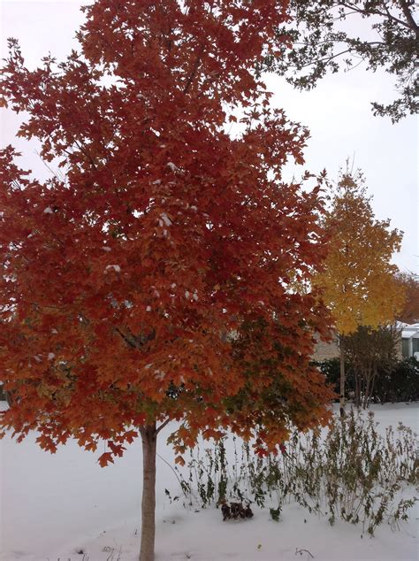 Two Caddo Sugar Maples In Lawton Ok Sugar Maple Outdoor Tree