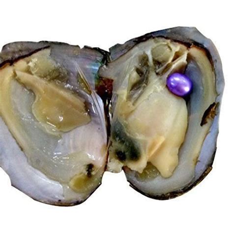 10 Individually Akoya Oysters With Large Pearls Inside Bulk 7 8 Mm