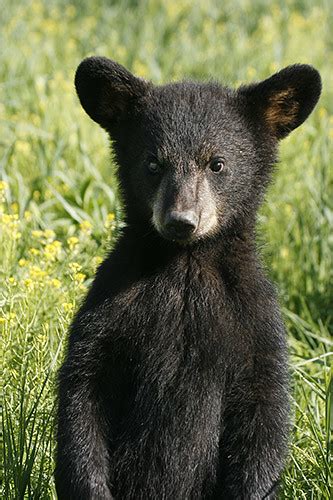 Black Bear Cub Bear Cub Standing In Field Of Flowers June Howard