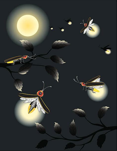 Firefly Illustrations Royalty Free Vector Graphics And Clip