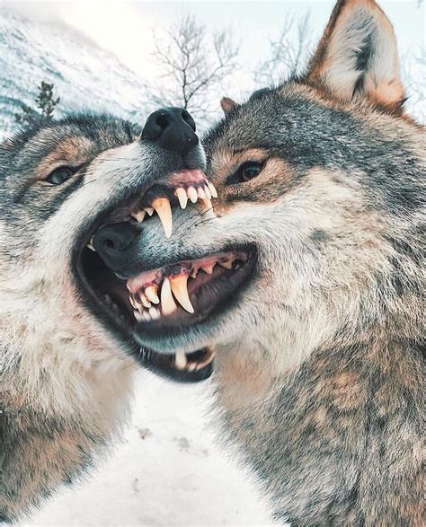 Two Wolves Play Fighting Supposedly In The Wild Rteefers