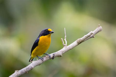 Birds Of Trinidad