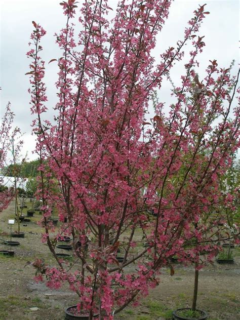 Pin On Flowering Trees