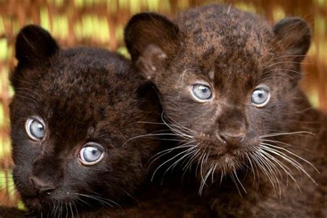 Blue Eyed Panther Cubs Baby Panther Animals Cats