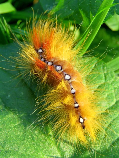 free images flower orange insect butterfly yellow fauna invertebrate caterpillar close