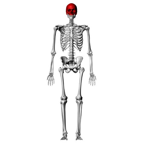 This article breaks down this big topic to help you understand and remember easier. DIAGRAM Human Skeleton Diagram Labeling Game FULL Version HD Quality Labeling Game - WIRING37 ...