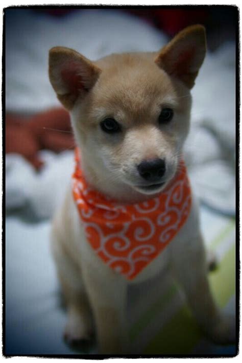 Shiba inu weight chart when they are three months old, the male puppies weigh between 7 and 10 pounds, and the female dogs weigh between 6 and 8 pounds. Mika #3 month old# | Pup, Shiba inu, Animals