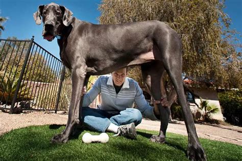 Tallest Dog Ever Male Guinness World Records