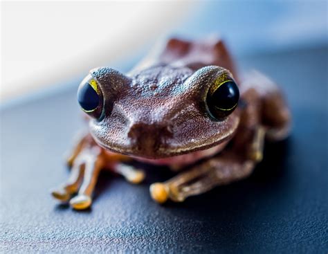 Free Images Toad Amphibian Fauna Tree Frog Close Up Vertebrate