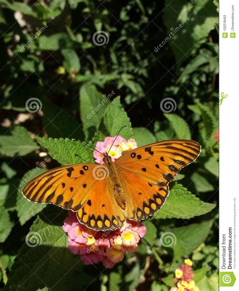 Gulf Fritillary Stock Image Image Of Vanillae Butterfly 102018463