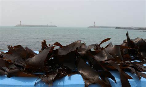 Диета морские водоросли